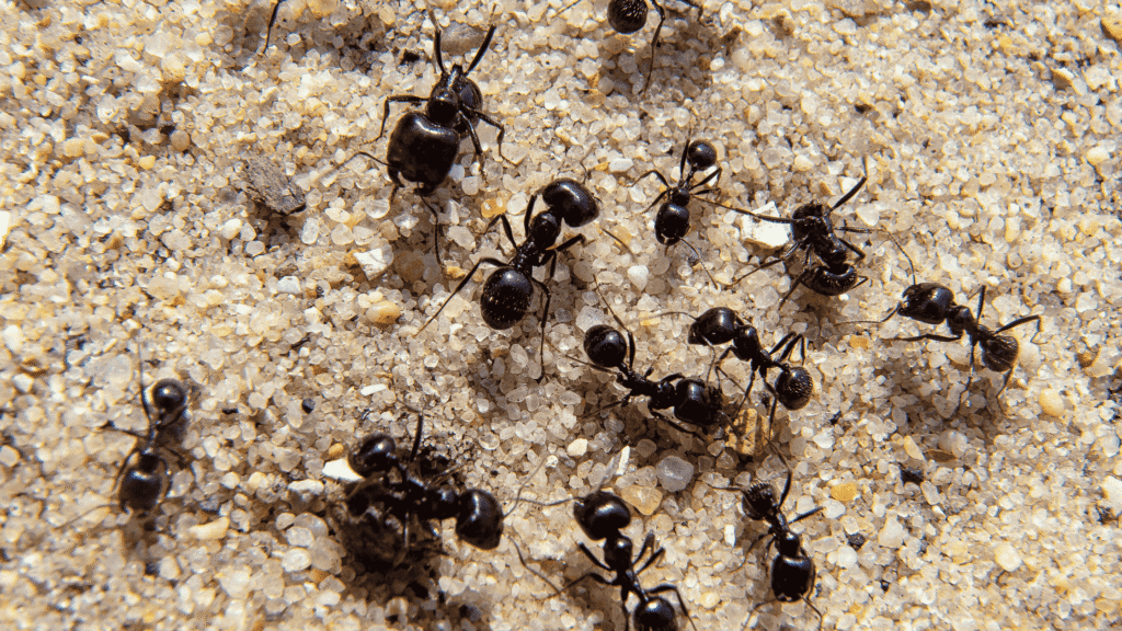 black garden ant