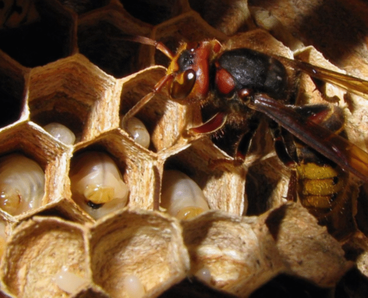 honeybee hive removal-pesteraser