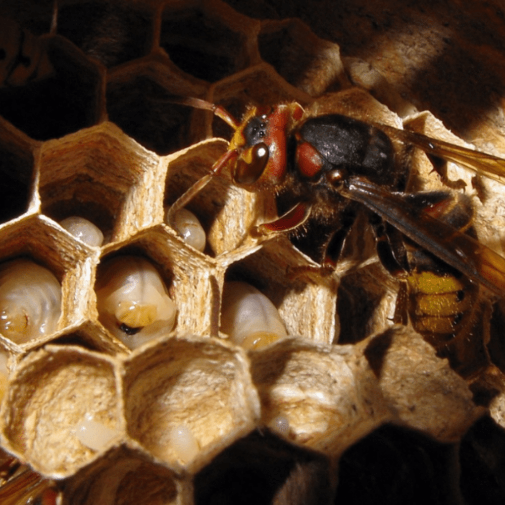 honeybee hive removal-pesteraser