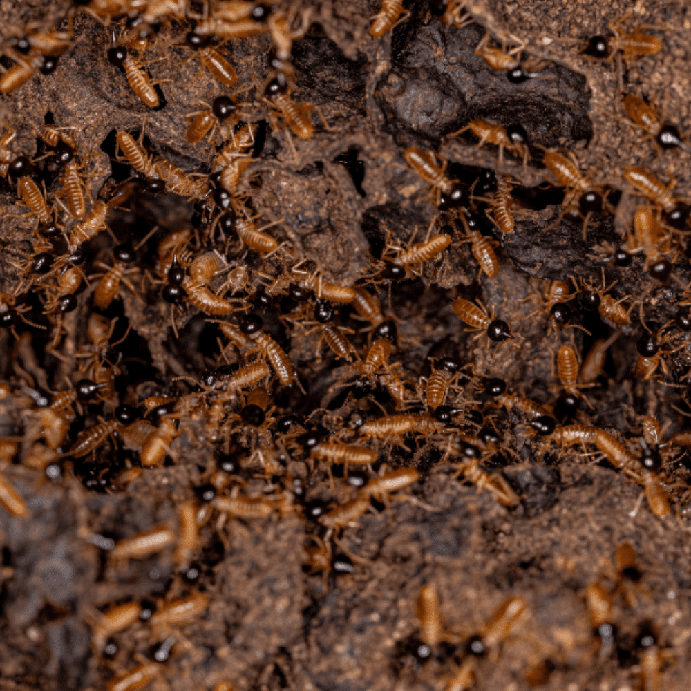 wood bore treatment -Chennai