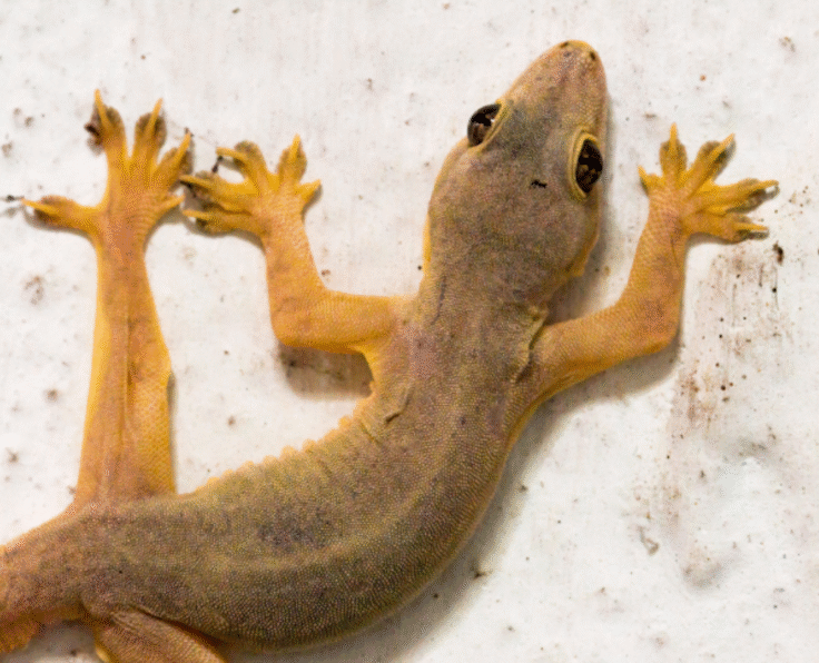 Lizard Control Services