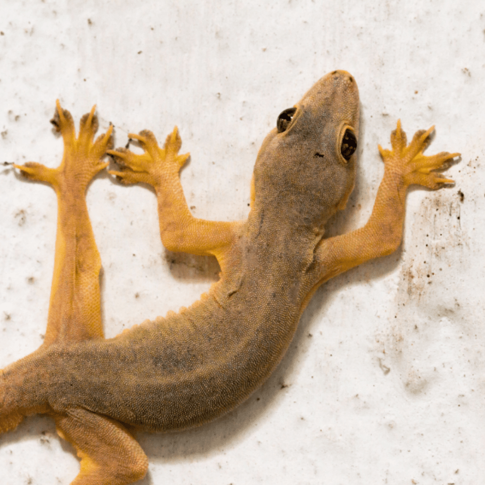 Lizard Control Services