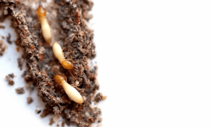 Anti Termite treatment