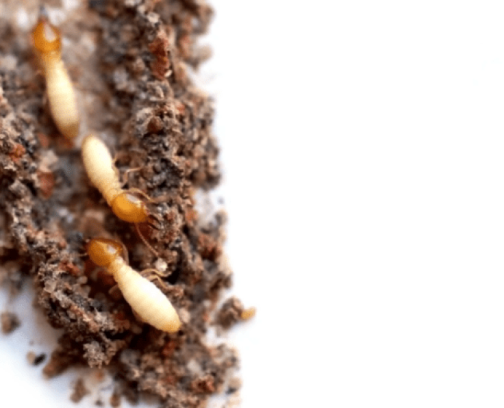 Anti Termite treatment