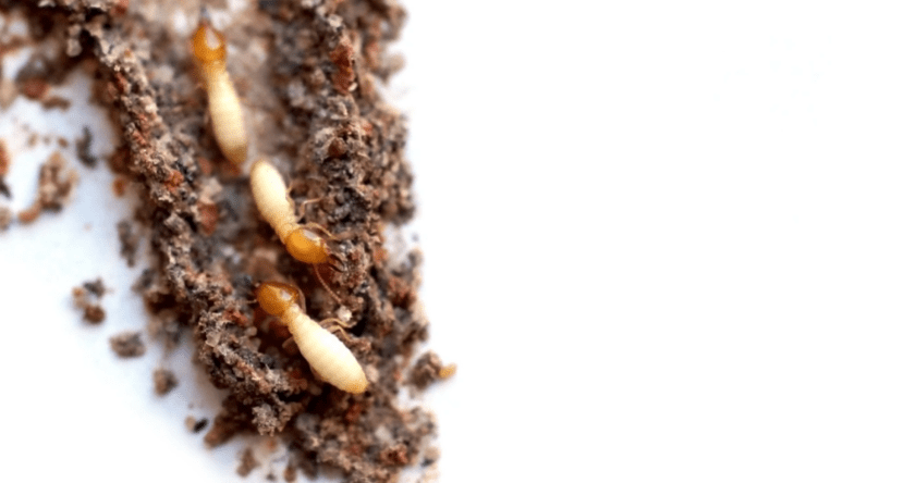 Anti Termite treatment