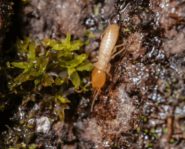 Anti Termite treatment Chennai