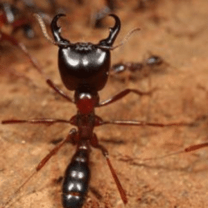 Army Ants pesteraser