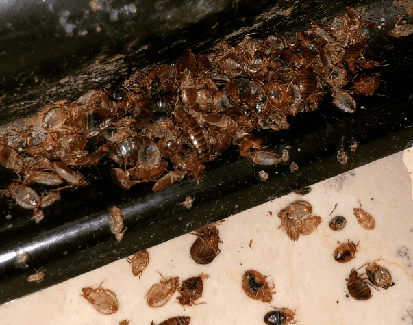 bedbugs serices -pestEraser