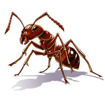 pharo ants pesteraser