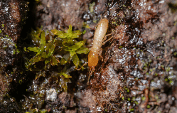 termite learnign center by -Pesteraser