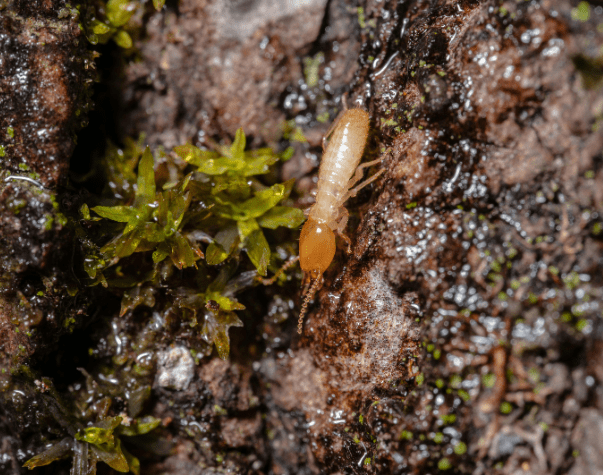 termite learnign center by -Pesteraser