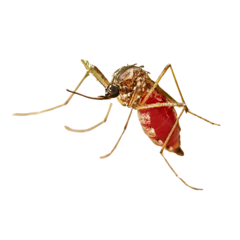 Aedes Mosquitoes -pesteraser.in