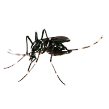 Aedes albopictus -pesteraser.in