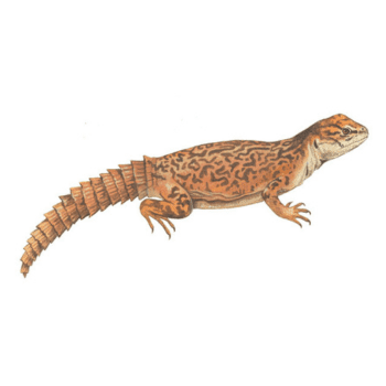 Agamidae (agamid lizards) Agamidae (agamid lizards)-pesteraser.in