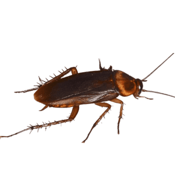 American Cockroach-pesteraser.in American Cockroach-pesteraser.in