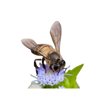 Apis cerana Asiatic honeybee Apis cerana -PESTERASER.IN