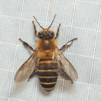 Apis koschevnikovi Apis koschevnikovi-PESTERASER