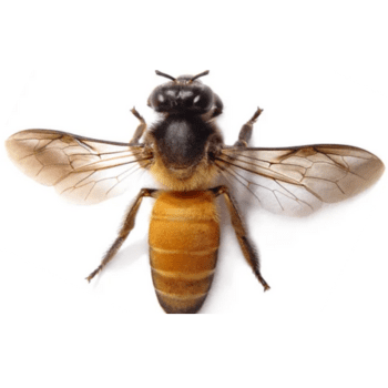 Apis laboriosa Himalayan honey bee (Apis laboriosa)-PESTERASER.IN