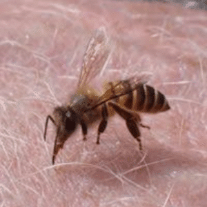 Philippine honey bee (Apis nigrocincta)-PESTERASER.IN