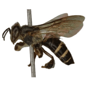 Apis_andreniformis-PESTERASER.IN