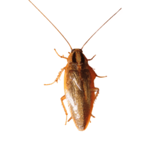 Asian Cockroach-pesteraser.in