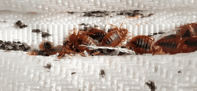 BEST BEDBUGS CONTROL SERVICES CHENNAI – PESTERASER.IN BEST BEDBUGS CONTROL SERVICES CHENNAI - PESTERASER.IN