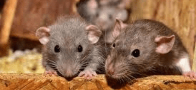 BEST RAT RODANT CONTROL SERVICE IN CHENNAI- PESTERASER.IN BEST RAT RODANT CONTROL SERVICE IN CHENNAI- PESTERASER.IN