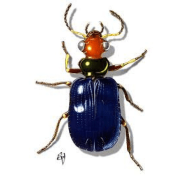 Beetles (Coleoptera) Beetles (Coleoptera)-pesteraser.in