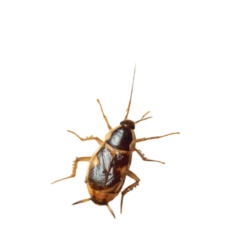 Brownbanded Cockroach-pesteraser.in Brownbanded Cockroach-pesteraser.in