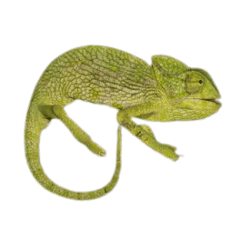 Chamaeleonidae (chameleons) Chamaeleonidae (chameleons)-pesteraser.in