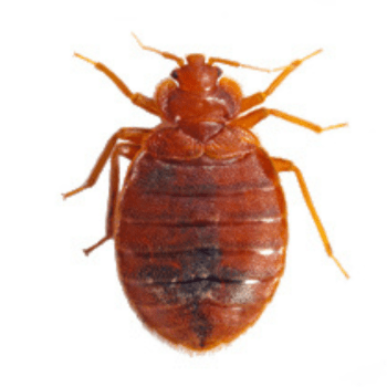 Cimex lectularius pesteraser