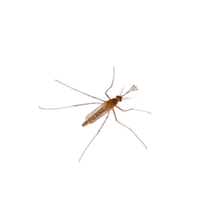 Culex Mosquitoes -pesteraser.in