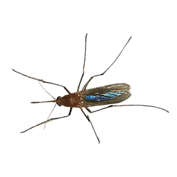 Culex pipiens -pesteraser.in