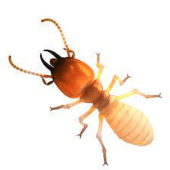 Dampwood Termites Dampwood Termites -pesteraser.in