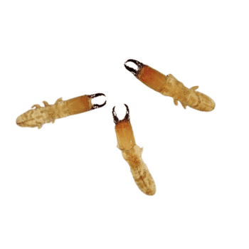 teraser.inDrywood Termites -pess teraser.inDrywood Termites -pess