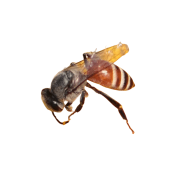 Dwarf honey bee (Apis florea) Dwarf honey bee (Apis florea)-PESTERASER.IN