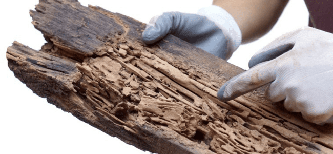 FINEST WOODBORER CONTROL SERVICES CHENNAI -PESTERASER.IN FINEST WOODBORER CONTROL SERVICES CHENNAI -PESTERASER.IN