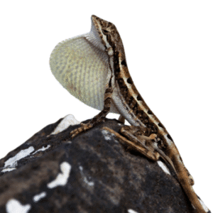 Fan-throated Lizard (Sitana species)-pesteraser.in