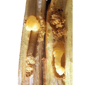 Flat-headed Borers-PESTERASER.IN