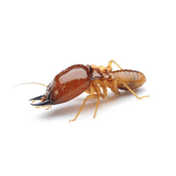 Formosan Termites Formosan Termites- pesteraser.in