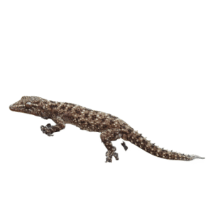 Gecko (Hemidactylus brookii)-pesteraser.in