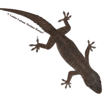 Gecko (Hemidactylus frenatus) Gecko (Hemidactylus frenatus)-pesteraser.in