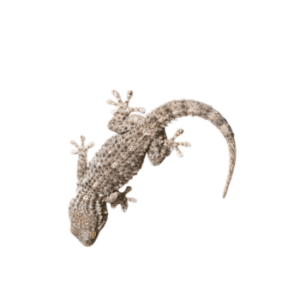 Gecko (Tarentola mauritanica)-pesteraser.in