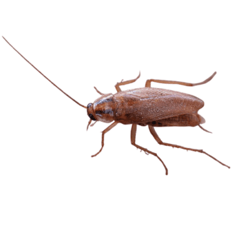 German Cockroach-pesteraser.in German Cockroach-pesteraser.in