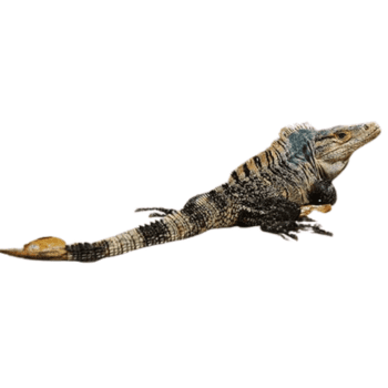 Iguanidae (iguanas and spinytail iguanas) Iguanidae (iguanas and spinytail iguanas)-pesteraser.in