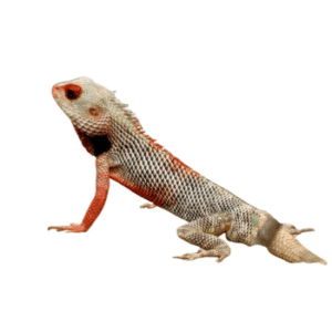 Indian Garden Lizard (Calotes versicolor)-pesteraser.in