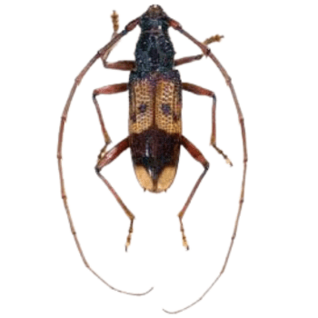 Longhorned Beetles (Cerambycidae) Longhorned Beetles (Cerambycidae)-PESTERASER.IN