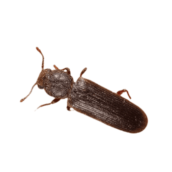 Lyctidae (True Powderpost Beetles) Lyctidae (True Powderpost Beetles)-PESTERASER.IN