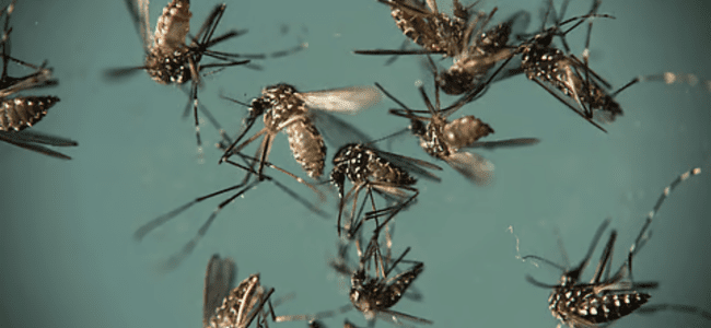 MOSQUITO CONTROL SERVICE IN CHENNAI BY PESTREASER.IN MOSQUITO CONTROL SERVICE IN CHENNAI BY PESTREASER.IN