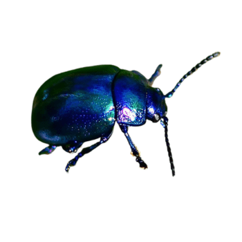 Metallic Wood Borers (Buprestidae) Metallic Wood Borers (Buprestidae)-PESTERASER.IN